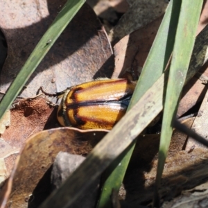 Chondropyga gulosa at Namadgi National Park - 10 Jan 2024