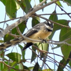 Rhipidura albiscapa (Grey Fantail) at Wingecarribee Local Government Area - 22 Feb 2024 by GlossyGal