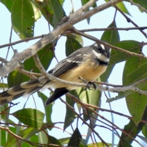 Rhipidura albiscapa at Wingecarribee Local Government Area - 23 Feb 2024