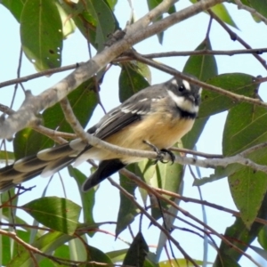 Rhipidura albiscapa at Wingecarribee Local Government Area - 23 Feb 2024 09:53 AM
