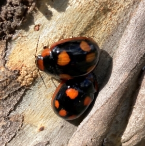 Unidentified Lady beetle (Coccinellidae) at suppressed by SilkeSma