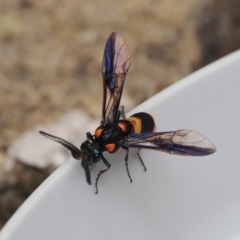 Pterygophorus cinctus at Macarthur, ACT - 14 Jan 2024 01:04 PM