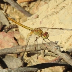 Diplacodes haematodes (Scarlet Percher) at Meryla State Forest - 23 Feb 2024 by GlossyGal