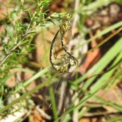 Austrogomphus guerini (Yellow-striped Hunter) at Meryla, NSW - 22 Feb 2024 by GlossyGal
