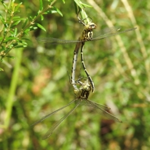 Austrogomphus guerini at Meryla State Forest - 23 Feb 2024