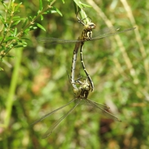 Austrogomphus guerini at Meryla State Forest - 23 Feb 2024 10:18 AM