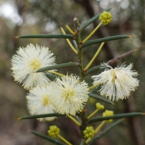 Acacia genistifolia at QPRC LGA - 3 Jul 2023 03:34 PM