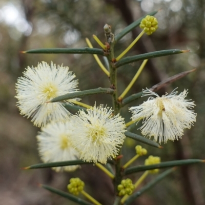 Acacia genistifolia (Early Wattle) at QPRC LGA - 3 Jul 2023 by RobG1
