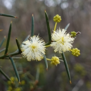 Acacia genistifolia at QPRC LGA - 3 Jul 2023 03:34 PM