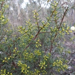 Acacia genistifolia at QPRC LGA - 3 Jul 2023 03:34 PM