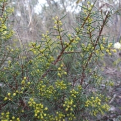 Acacia genistifolia at QPRC LGA - 3 Jul 2023