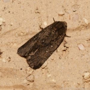 Proteuxoa provisional species 2 at Harrison, ACT - 21 Feb 2024