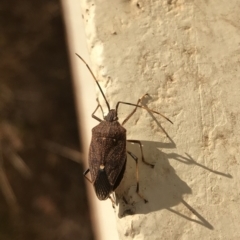 Poecilometis strigatus (Gum Tree Shield Bug) at Lyons, ACT - 5 May 2018 by ran452