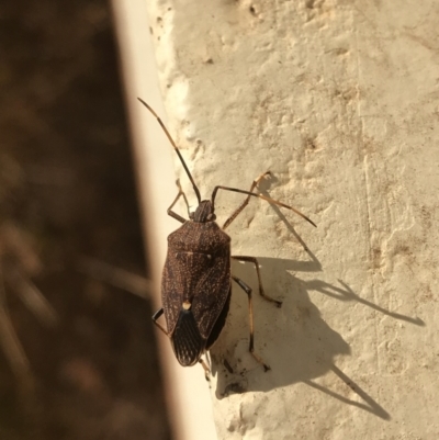 Poecilometis strigatus (Gum Tree Shield Bug) at Lyons, ACT - 5 May 2018 by ran452