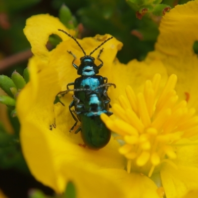 Unidentified Leaf beetle (Chrysomelidae) at ANBG - 13 Feb 2024 by BarrieR