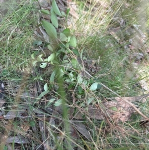 Ligustrum lucidum at Aranda, ACT - 24 Feb 2024 02:07 PM