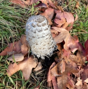 Coprinus comatus at Lyons, ACT - 24 May 2020