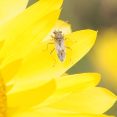 Nysius vinitor (Rutherglen bug) at ANBG - 13 Feb 2024 by BarrieR