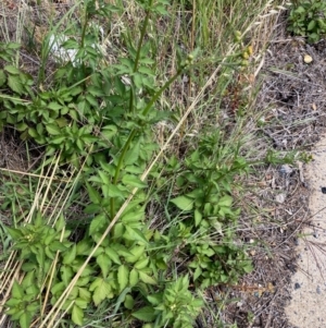 Bidens pilosa at Hall, ACT - 24 Feb 2024