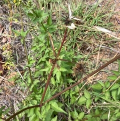 Bidens pilosa at Hall, ACT - 24 Feb 2024