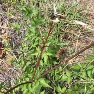 Bidens pilosa at Hall, ACT - 24 Feb 2024 12:15 PM