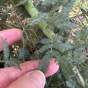 Acacia baileyana at Aranda, ACT - 24 Feb 2024 02:17 PM