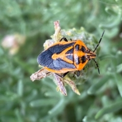 Agonoscelis rutila (Horehound bug) at Jerrabomberra, NSW - 24 Feb 2024 by SteveBorkowskis