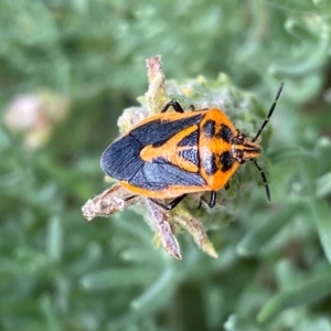 Agonoscelis rutila at QPRC LGA - 24 Feb 2024