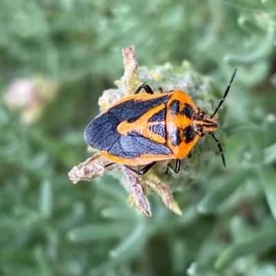 Agonoscelis rutila (Horehound bug) at QPRC LGA - 24 Feb 2024 by SteveBorkowskis