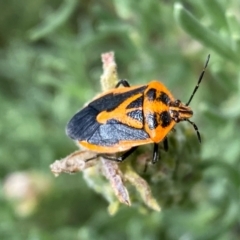 Agonoscelis rutila at QPRC LGA - 24 Feb 2024