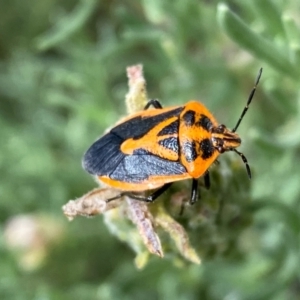 Agonoscelis rutila at QPRC LGA - 24 Feb 2024