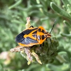 Agonoscelis rutila at QPRC LGA - suppressed