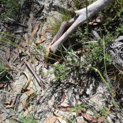 Rytidosperma erianthum (Hill Wallaby Grass) at QPRC LGA - 22 Feb 2024 by Paul4K