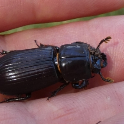 Aulacocyclus edentulus (Passalid beetle) at Boro - 22 Feb 2024 by Paul4K