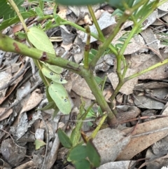Gleditsia triacanthos (Honey Locust, Thorny Locust) at Aranda Bushland - 24 Feb 2024 by lbradley