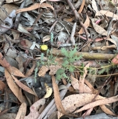 Acacia baileyana at Aranda, ACT - 24 Feb 2024 02:45 PM