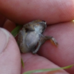 Litoria quiritatus (Screaming Tree Frog) at QPRC LGA - 22 Feb 2024 by Paul4K