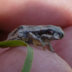 Litoria quiritatus at Boro - suppressed