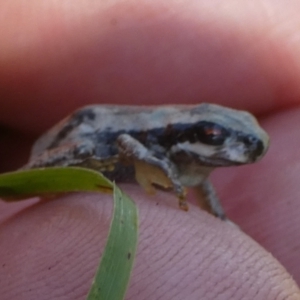 Litoria quiritatus at Boro - suppressed