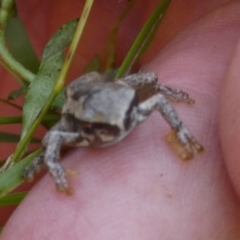 Litoria quiritatus at Boro - suppressed