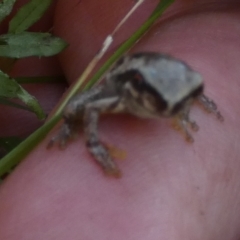 Litoria quiritatus at Boro - suppressed