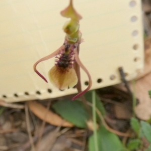 Chiloglottis seminuda at suppressed - 23 Feb 2024