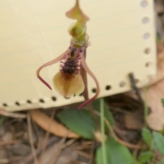 Chiloglottis seminuda (Turtle Orchid) at QPRC LGA - 22 Feb 2024 by Paul4K