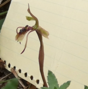 Chiloglottis seminuda at suppressed - 23 Feb 2024