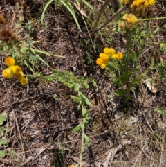 Chrysocephalum apiculatum (Common Everlasting) at Hall, ACT - 24 Feb 2024 by Rosie