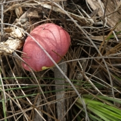 Boletellus obscurecoccineus (Rhubarb Bolete) at Boro - 23 Feb 2024 by Paul4K