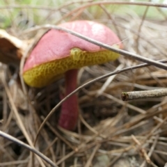 Boletellus obscurecoccineus at Boro - 23 Feb 2024