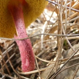 Boletellus obscurecoccineus at Boro - 23 Feb 2024