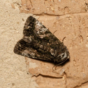 Aedia leucomelas acronyctoides at Harrison, ACT - 23 Feb 2024