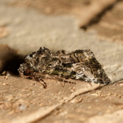 Aedia leucomelas acronyctoides at Harrison, ACT - 23 Feb 2024 09:53 PM